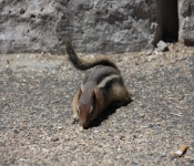 212ToYellowstone2013 025